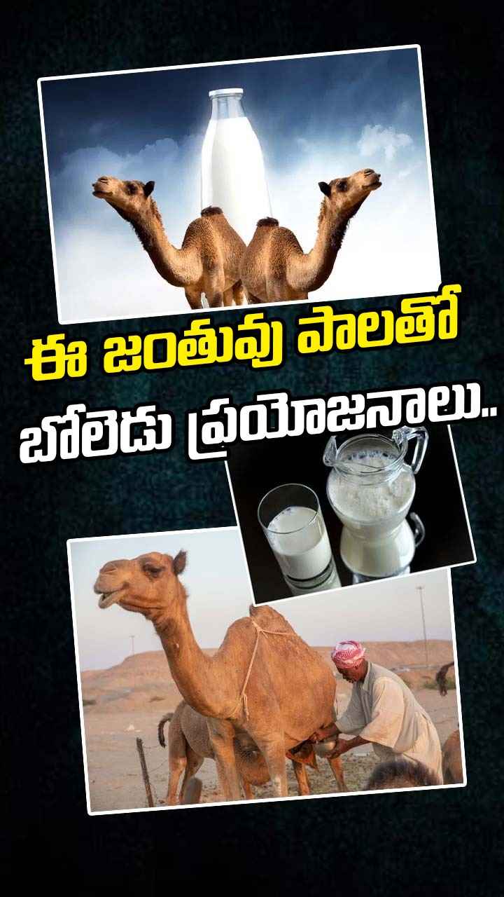 ఈ జంతువు పాలతో బోలెడు ప్రయోజనాలు..